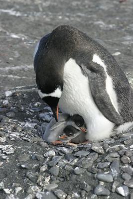 Nesting Gentoo 0914