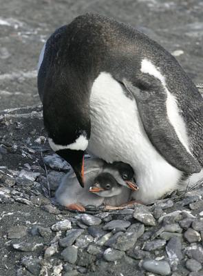 Nesting Gentoo 0915