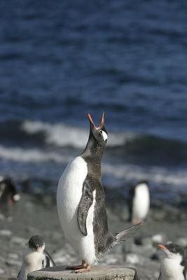 Gentoo Whale Bone 0940