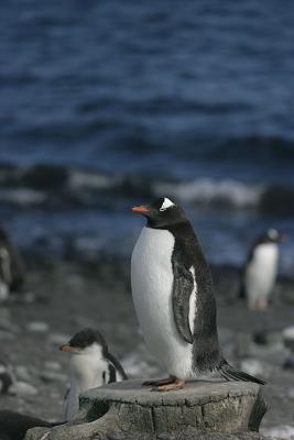 Gentoo Whale Bone 0942