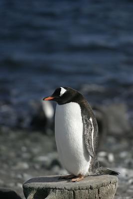 Gentoo Whale Bone 0946
