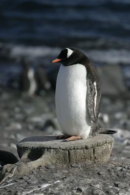 Gentoo Whale Bone 0950