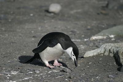 u35/escog/medium/40468752.CRW_0954_RT8.jpg