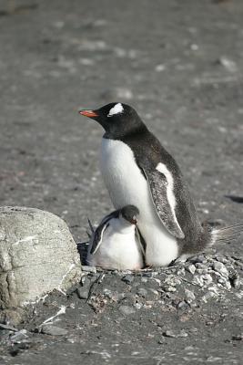Nesting Gentoo 0963