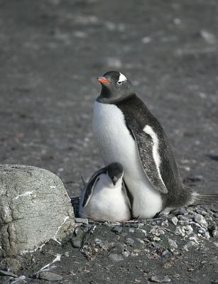 Nesting Gentoo 0964