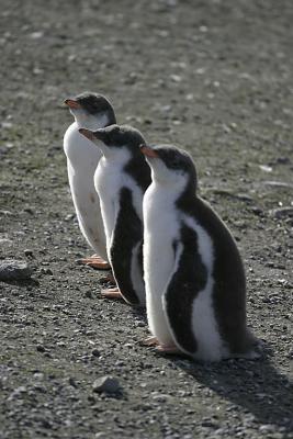 Gentoo Chicks 0970