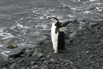 Chinstrap Penguin 9442