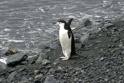 Chinstrap Penguin 9444