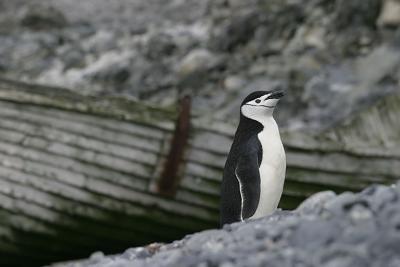 Chinstrap Penguin 9453