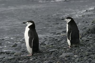 Chinstrap Penguin 9465