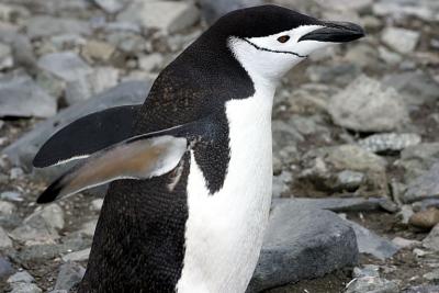 Chinstrap Penguin 9493