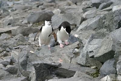 Chinstrap Penguin 9511