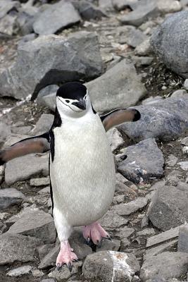 Chinstrap Penguin 9529v