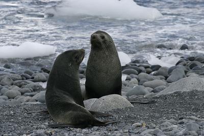 Fur Seals 9560
