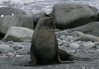 Fur Seals 9576