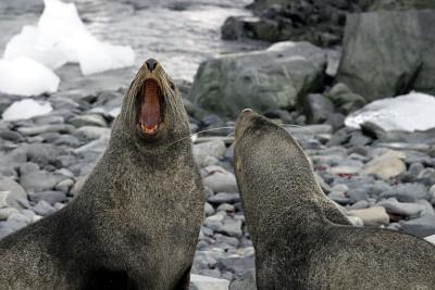 Fur Seals 9589