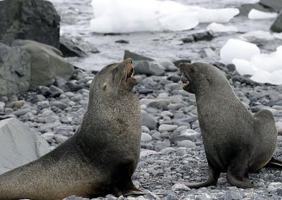 Fur Seals 9597