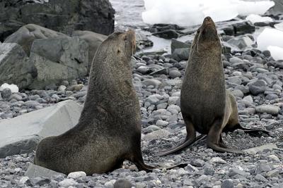 Fur Seals 9602