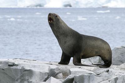 Fur Seals 9623