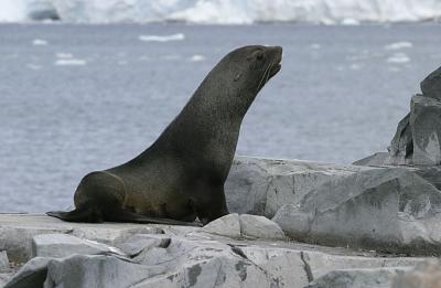Fur Seals 9624