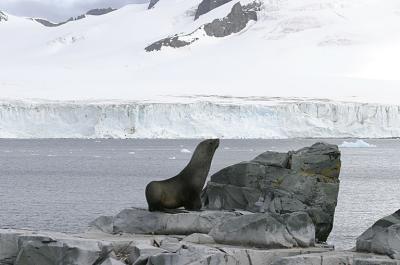 Fur Seals 9635