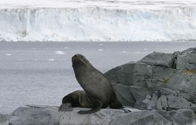 Fur Seals 9637