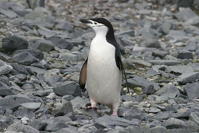 Chinstrap Penguin 9659