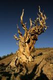 Ancient Bristlecone Pine Forest