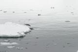 Adelies on Ice 0073