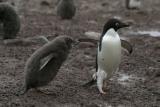 Adelie Penguin Chase 0229