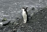 Chinstrap Penguin 9444