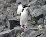 Chinstrap Penguin 9519