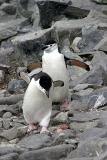 Chinstrap Penguin 9522v