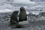 Fur Seals 9560