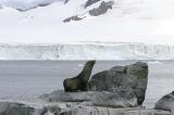 Fur Seals 9635