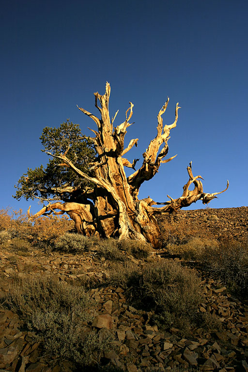 CRW_3322_RT8.jpg