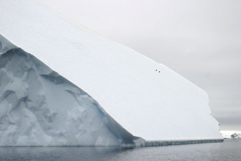 Adelie Penguins and Iceberg 0342