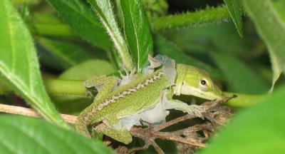Lizard