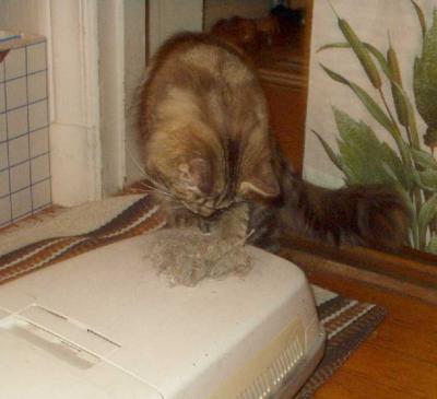 Yes!! A dust rat!