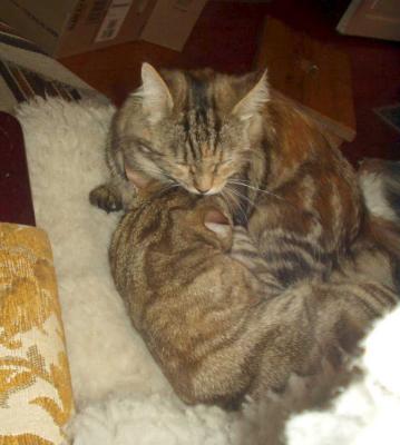 Taking care of best friend Tigris