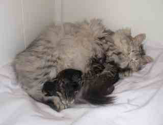 Amidala 16nov - 1 girl & 3 boys!