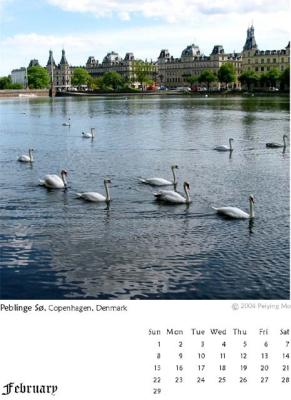 Swans at the Peblinge Lake