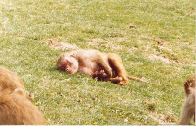 Baboon1Msa.jpg