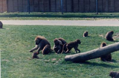 Baboon1Msc.jpg