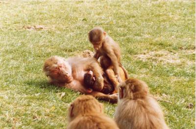 Baboon1Msb.jpg