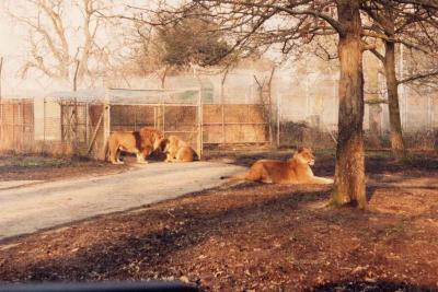 LionS2sa.jpg