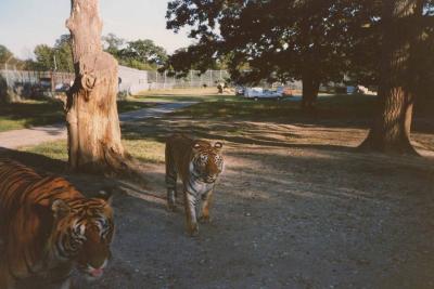 safariBUSMsc.jpg