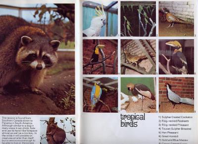 MEDWDSbirds.JPG