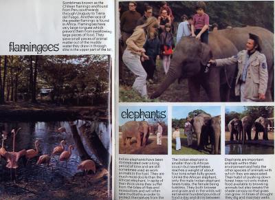 MEDWDSelephants.JPG
