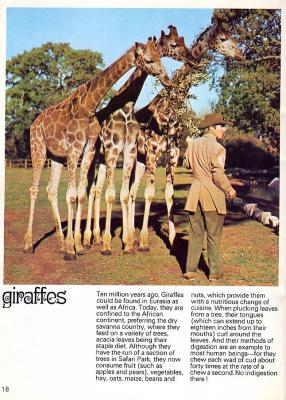 MEDWDSgiraffes.JPG